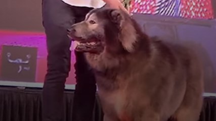 ये है Most Expensive Dog Wolfdog