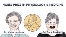 MicroRNA: Nobel Prize 2024