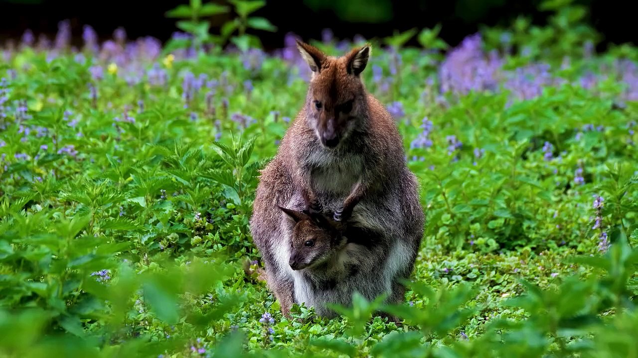 Cute Kangaroo