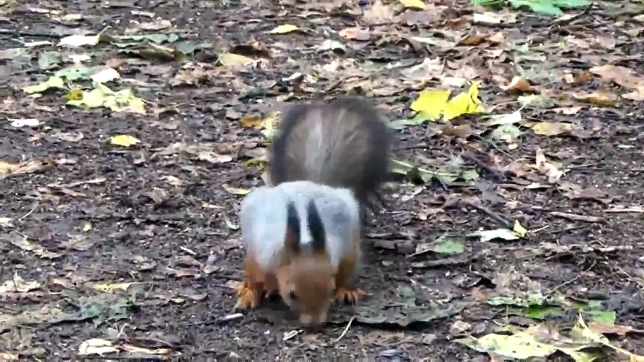 Nutty
