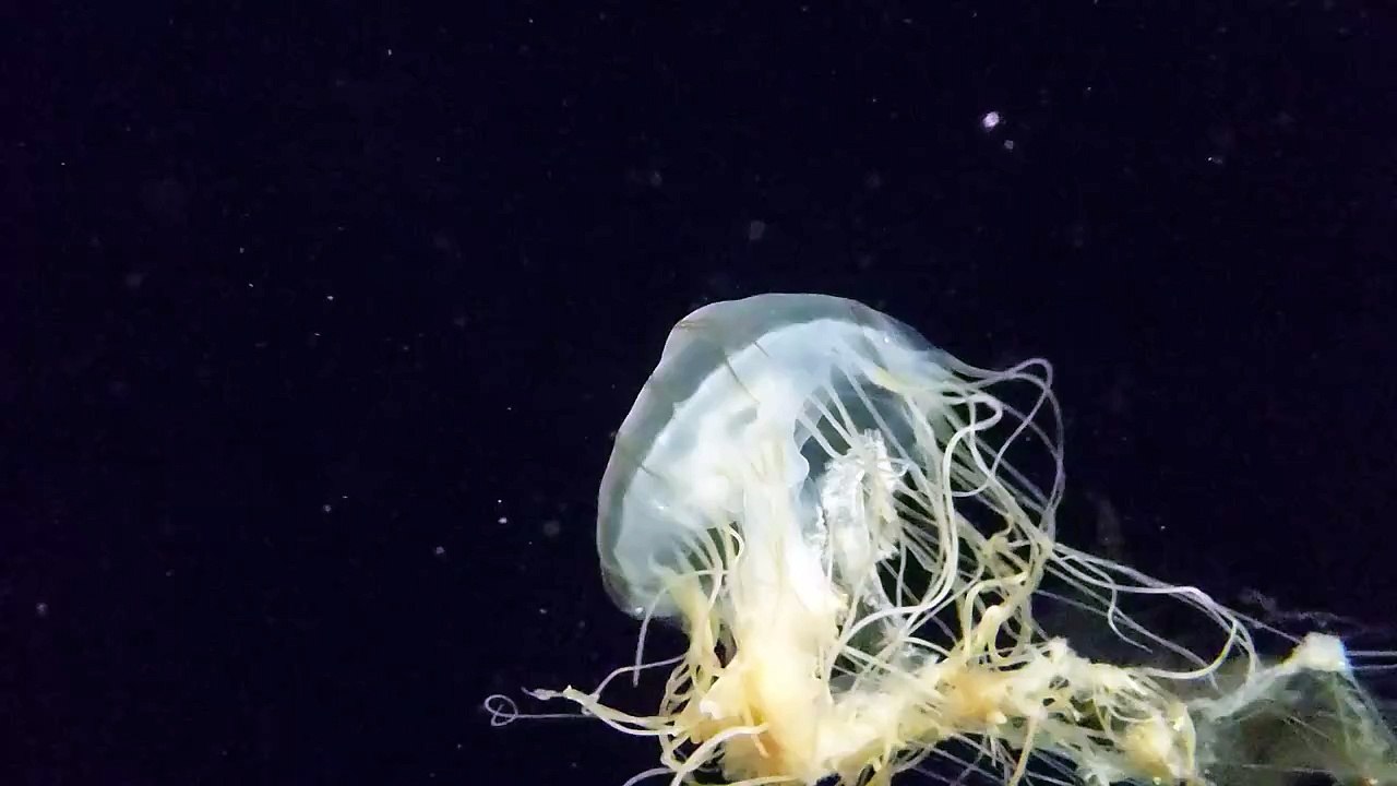 JELLY FISH 7