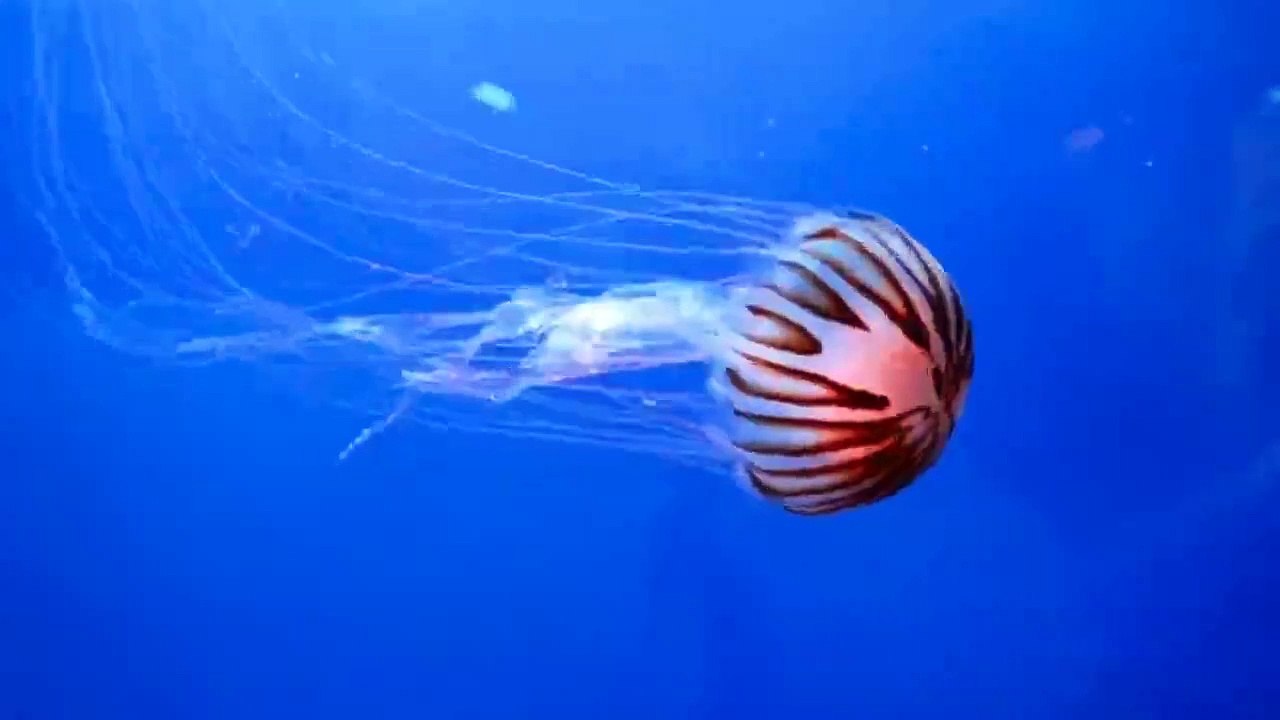 RED JELLY FISH