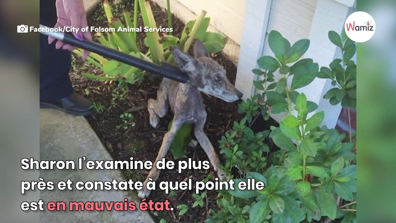 Video von Zicklein, Beagle und Kätzchen lässt alle Herzen höher schlagen!