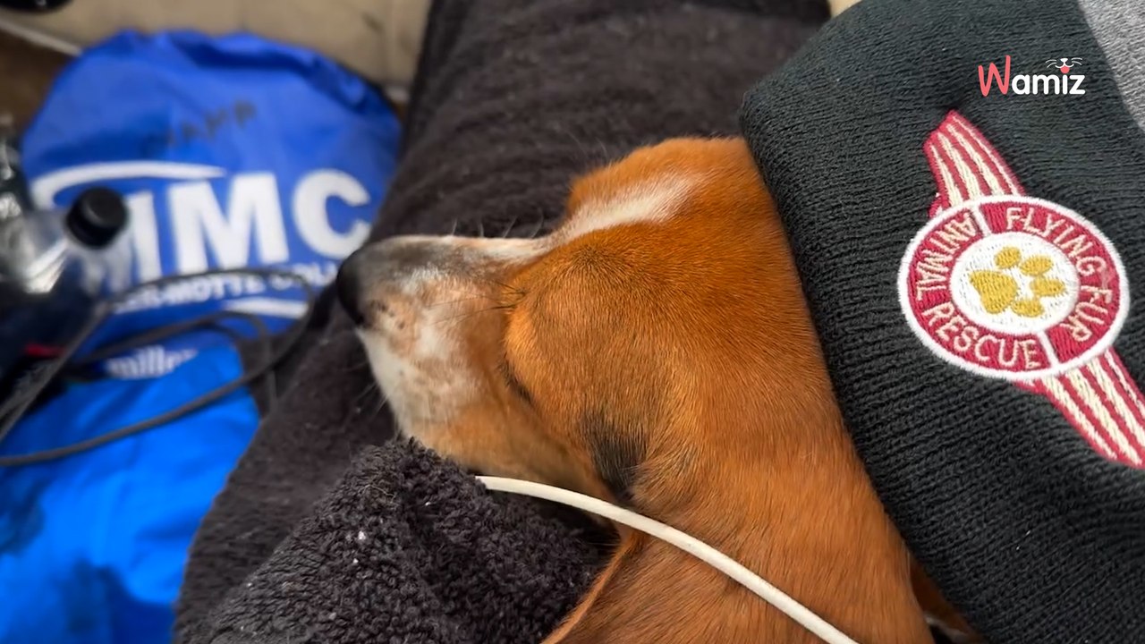 Dieser pilot rettet über 3.700 hunde, indem er sie persönlich zu ihrem neuen zuhause fliegt (video)