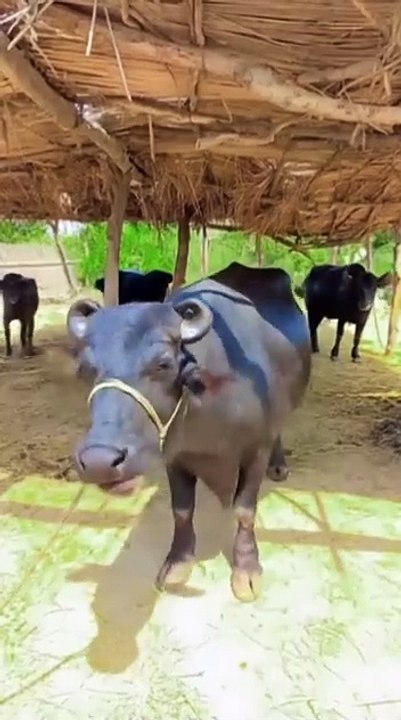 #PixVerse_#ai_#cow_#dance_#viralvideo_#funnyvideos_#foryoupage_#petdance_#viral_#trending_#foryou_#buffalo_#plzviral🥺🥺🙏🙏foryoupage_#fyp_