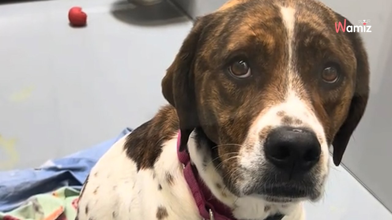 Millionen klicks für ein gebrochenes hundeherz: lilas blick veränderte alles