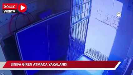 Batman'da sınıfa giren atmaca yakalanarak yeniden doğaya bırakıldı
