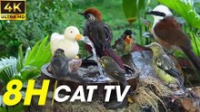 Beautiful Birds Chirping And Flying In A Peaceful Video For Cats To Enjoy - Video For Cats