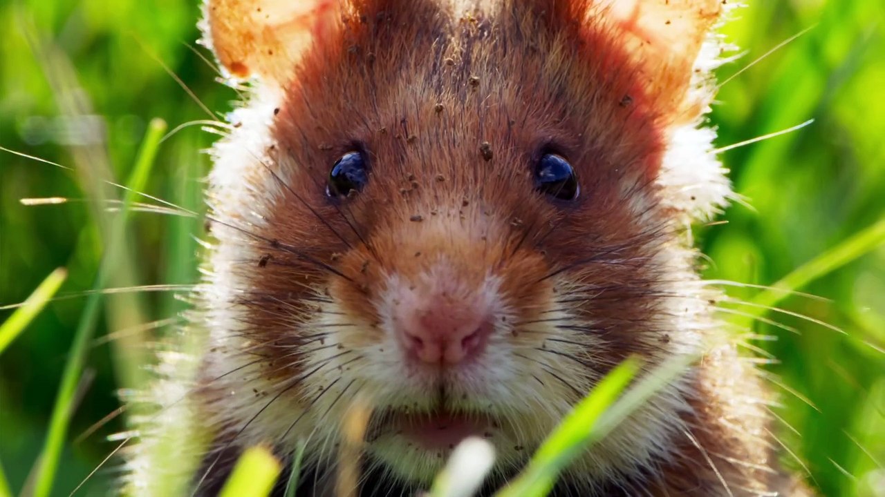 Seven Worlds One Planet Continents of Wonder