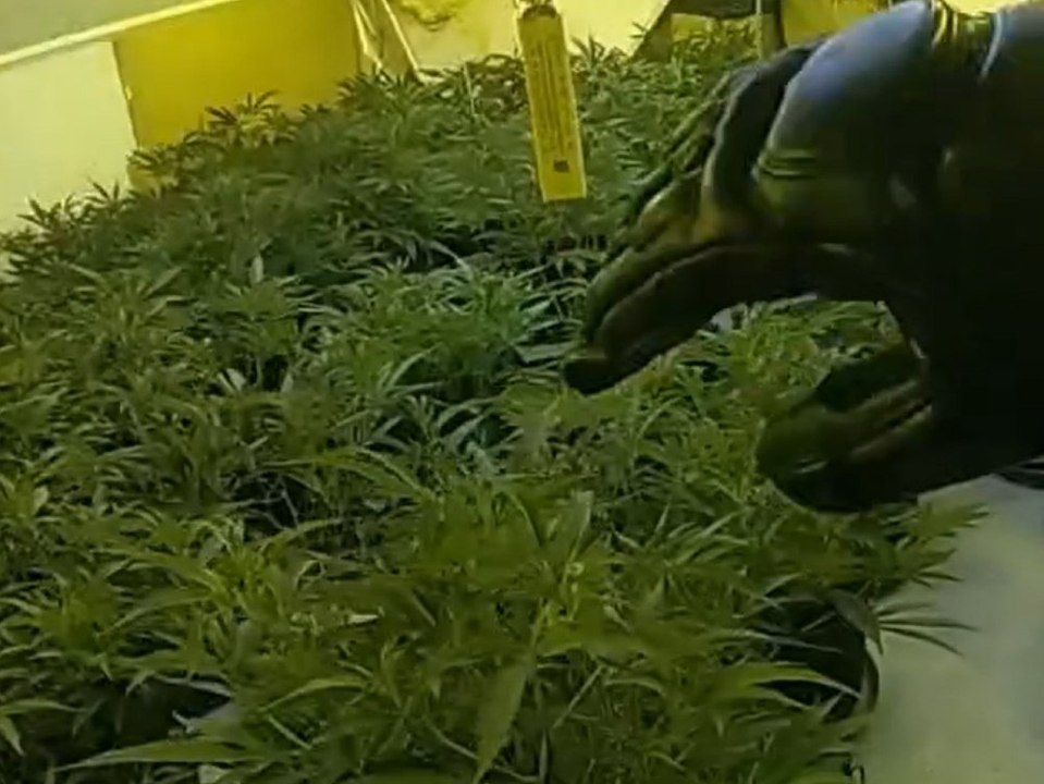 Razzia in Essex: Polizei hebt riesige Cannabis-Plantage aus