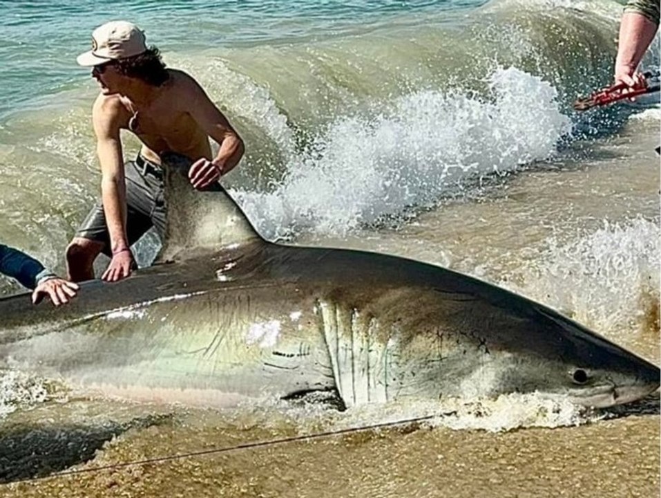 Großer Fang: Fischer ringen mit riesigen Weißen Hai