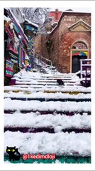 Do you follow funny cat friends?🥰🥰😍😍 cat, funnycat, funnyvide #1kedimoloji #Kedi #kediseverler #kedisahiplendirme #kediaşkı #kediv...ididünyası #kedisenler #kedi #kediseverler #kedivideoları #catlover #kedisahiplendirme #kedidünyası #kediaşkı #cat #1