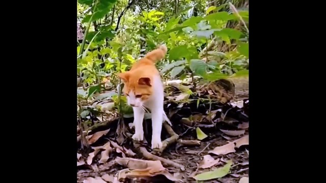 Ils N’avaient Pas Prévu Ça ! Animaux en Roue Libre 😹