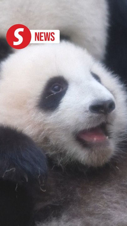 Twin panda cubs make first public appearance with mother Ying Ying