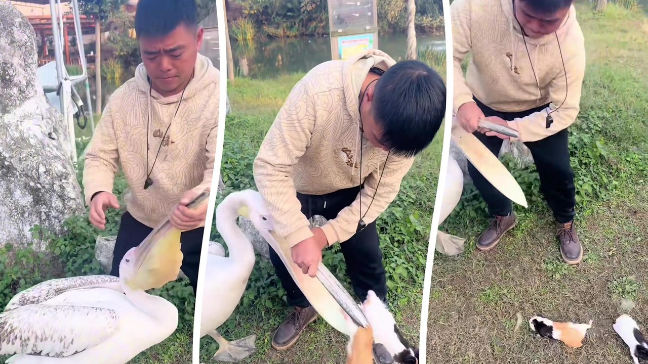 Zoowärter rettet zwei Hamster vor dem Schnabel eines Pelikans, der sie verschlucken will
