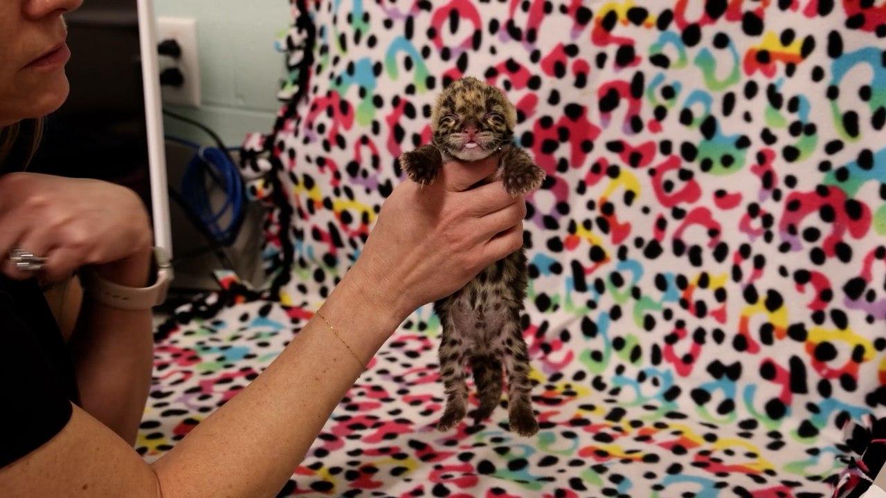 Seltenes weibliches Nebelparderjunges im Nashville Zoo geboren