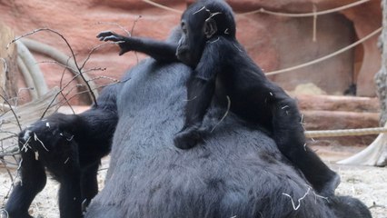 Playful gorilla sisters tease their grandmother by climbing on her