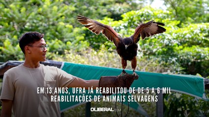 Em 13 anos, Ufra já reabilitou de de 5 a 6 mil reabilitações de animais selvagens