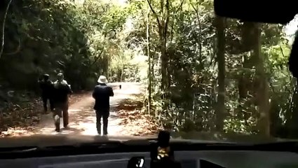 คลิปนาทีทท.บุกประชิดเสือดำ หวั่นจะไม่โผล่อีกครั้ง 🐅