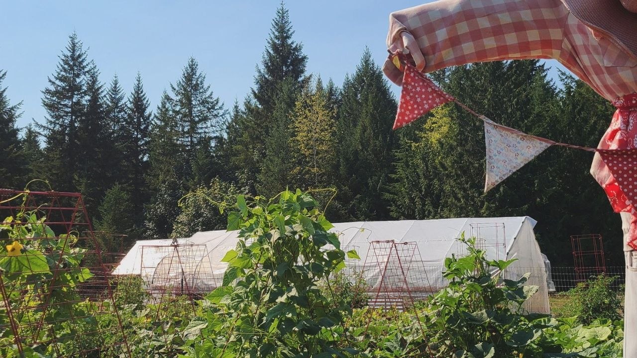 "I am a homesteader - we grow enough food for feed our family of six for two years"