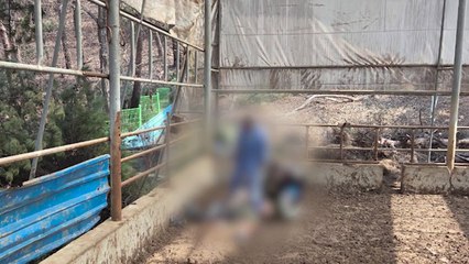 축사 지붕 수리하다 추락...50대 남성 숨져 / YTN