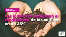Las lombrices aumentan el rendimiento de los cultivos en un 25%