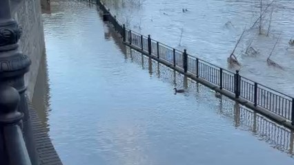 Tajo a su paso por Talavera este viernes