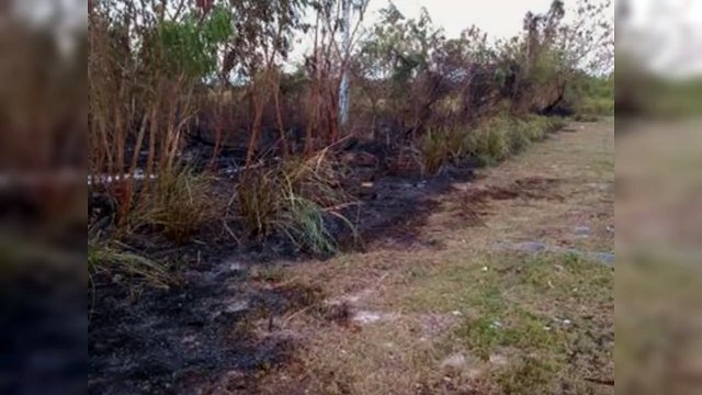 Autoridades sofocan incendio forestal en la Autovía del Este