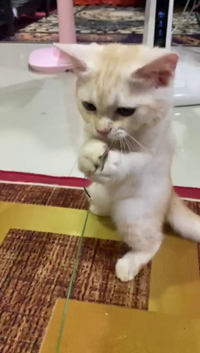 Endless Energy! 😻 Watch This Little One Play Non-Stop! 🎾