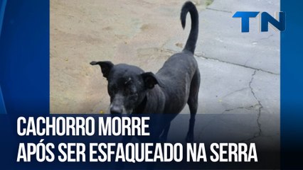 Cachorro morre após ser esfaqueado na Serra