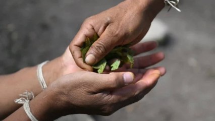 EE. UU. podría sancionar a Colombia por fallas en la lucha contra las drogas y el narcotráfico
