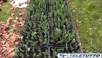 Video News - Darfo Boario Terme, 28mila fiori per Tulpifest