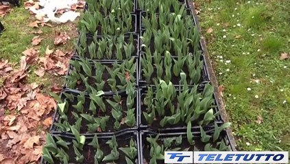 Video News - Darfo Boario Terme, 28mila fiori per Tulpifest