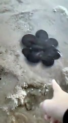 Ce poulpe se défend comme il peut et c'est trop mignon