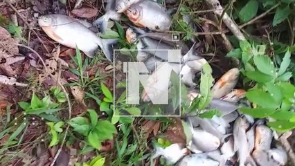 4 mil peces murieron por falta de oxígeno, piscicultores del Trópico en emergencia