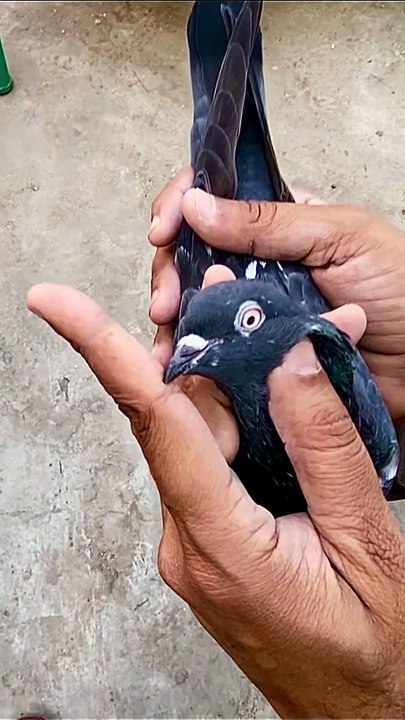Subscribe Our YouTube Channel For Complete Videos https://www.youtube.com/@PakistanPigeonAssociation