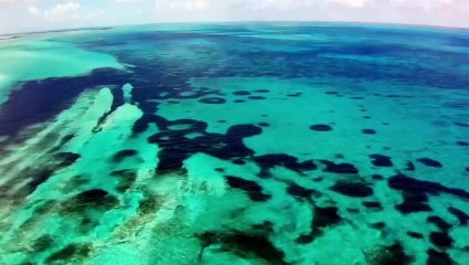 "Welcome to Wildlife Odyssey: Explore the Wild