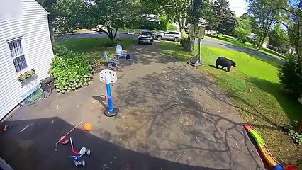Wild Animals Invading Cities Caught on Camera