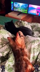 Funnycat#funnycats #cats