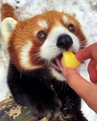 🐼 Dive into the enchanting world of Pandas with us! In this captivating vi