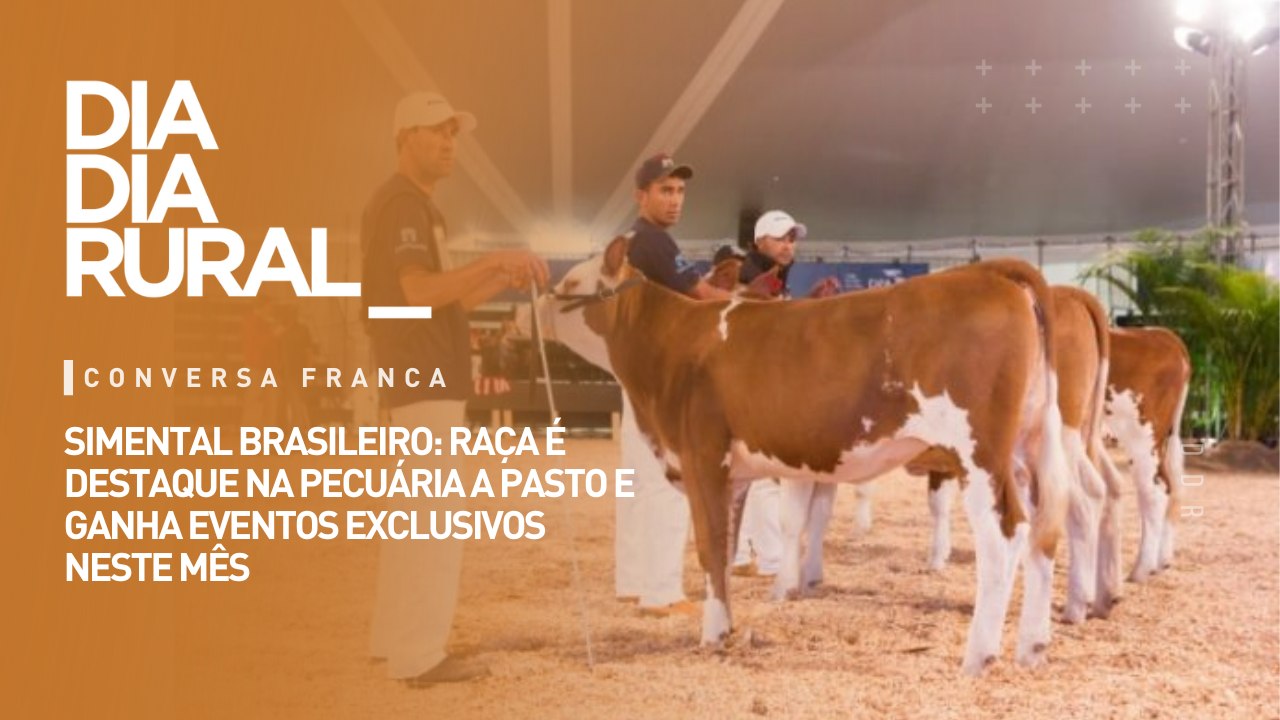 Simental Brasileiro: raça é destaque na pecuária a pasto e ganha eventos exclusivos neste mês