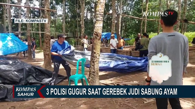 Dugaan Setoran Judi Sabung Ayam di Balik Penembakan 3 Polisi di Lampung hingga Gugur