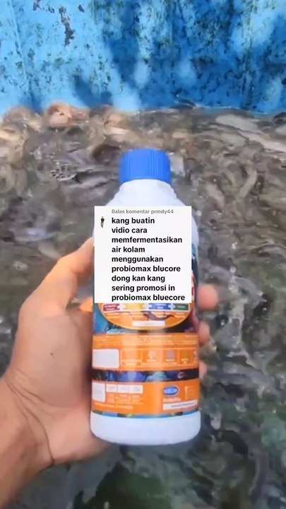 Cara pemupukan air kolam dengan Probiomax, tidak perlu garam, molase, NPK