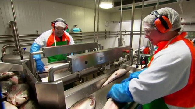 Massive fish deaths in Tasmanian salmon farms to be investigated