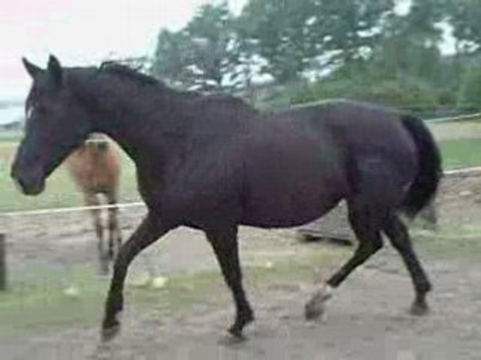 ma 1ère jument : Junon de Bellevue