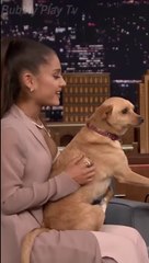 Ariana Grande’s Dog Toulouse Crashes Studio 6B!