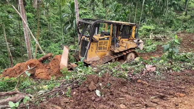 The Advantages of the D6R XL Bulldozer Opening Oil Palm Land in Plantations