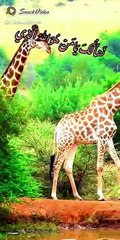 VID-20240419-WA0005