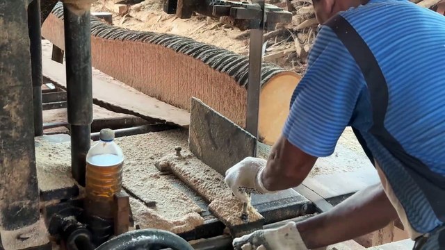 Coconut Trees Turned into Wood 2x20 Best Sawmill Process!