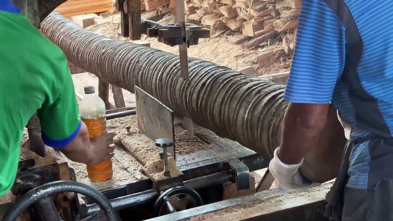 The Right Technique for Sawing a Coconut Tree to a Size of 2x20